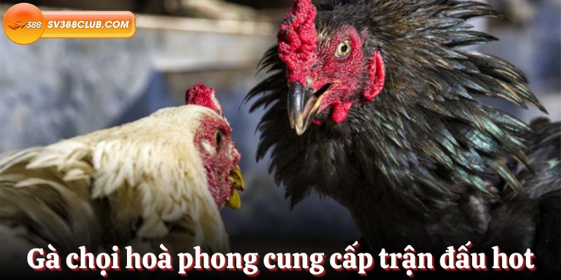 Một số thông tin hữu ích về 117Bet - 117Bet