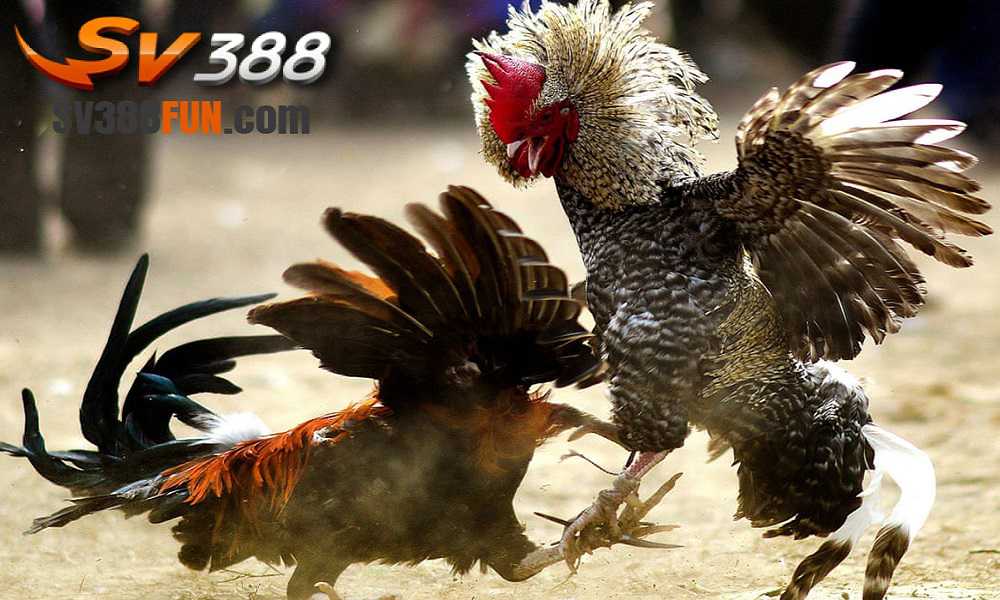 Công ty phát triển game cấp Vinbet - Vinbet